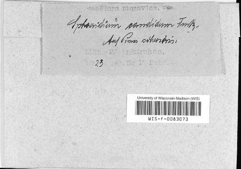 Sphaeridium image