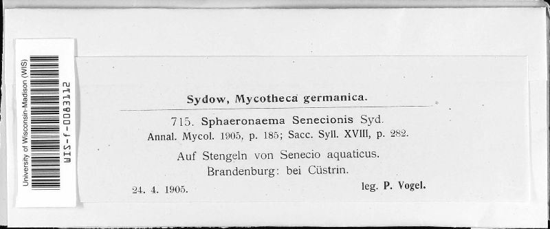 Leptosphaeria sydowii image