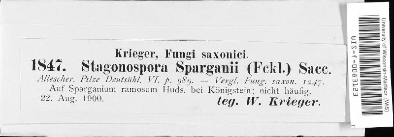 Stagonospora sparganii image