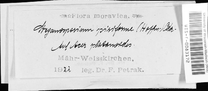 Prosthecium image