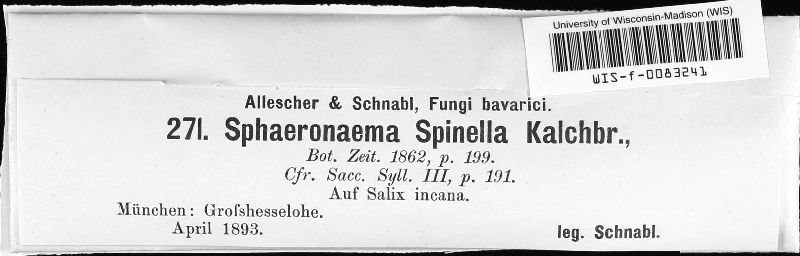 Cytonaema spinella image