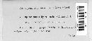 Sphacelotheca hydropiperis image