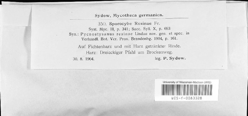 Sporocybe resinae image