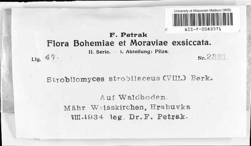 Strobilomyces image
