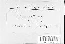 Image of Stereum molle