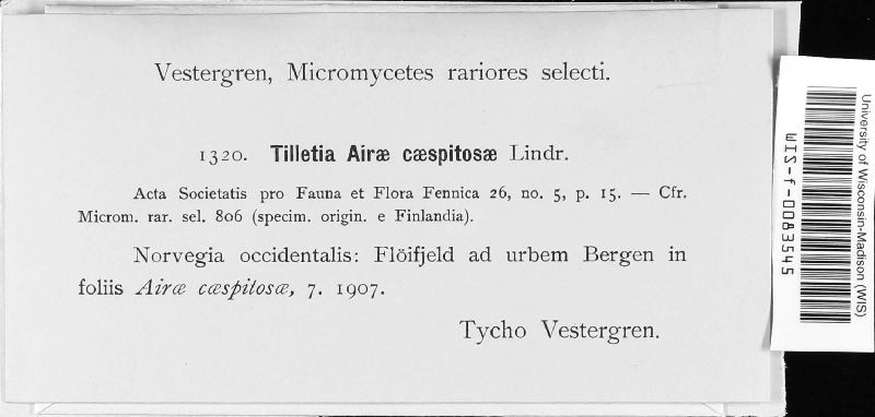 Tilletia airae-caespitosae image