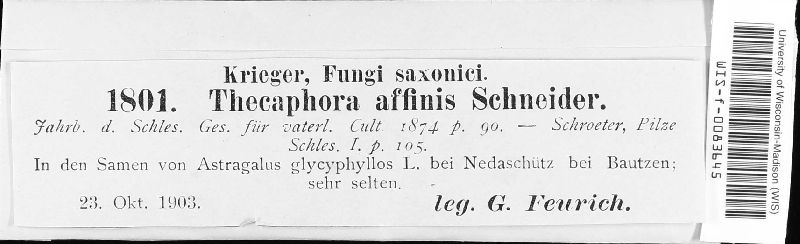 Thecaphora affinis image