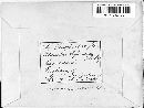 Taphrina deformans image