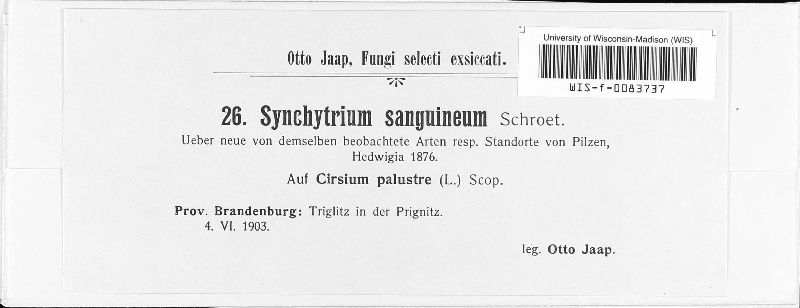 Synchytrium sanguineum image