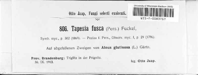 Tapesia fusca image