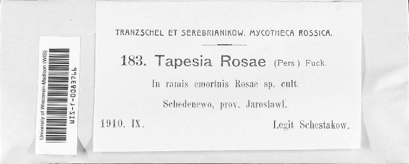 Tapesia rosae image