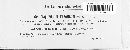 Image of Taphridium