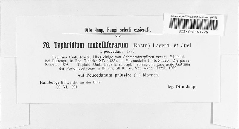 Taphridium umbelliferarum image