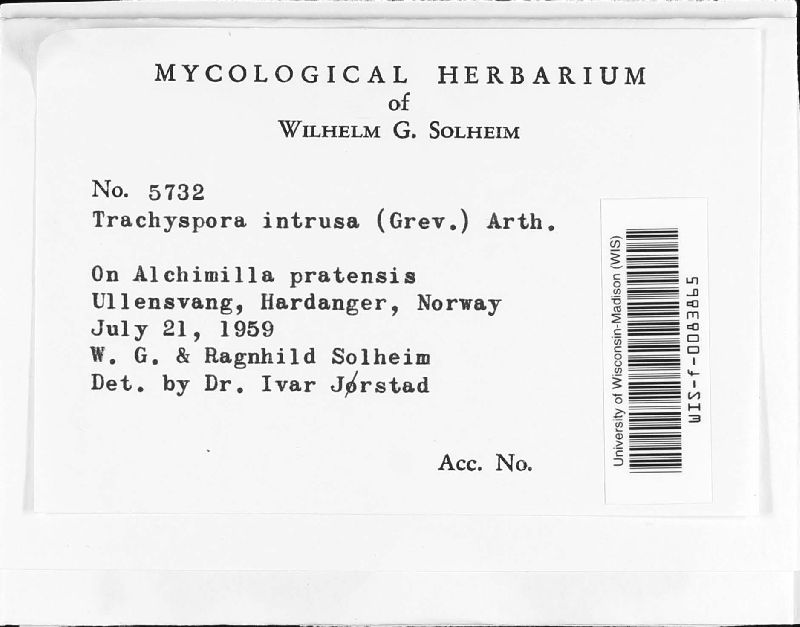 Trachyspora image
