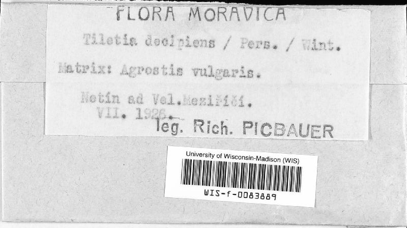 Tilletia sphaerococca image
