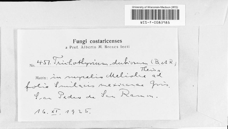 Trichothyrium dubiosum image