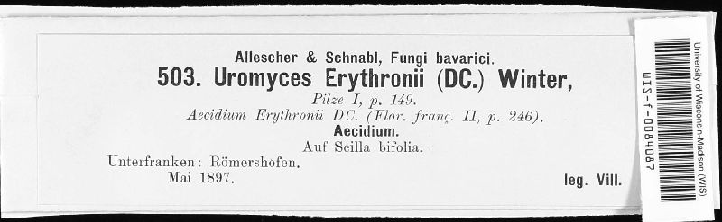 Uromyces erythronii image