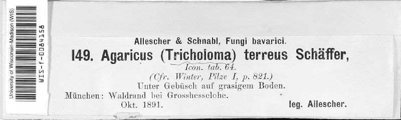 Tricholoma image