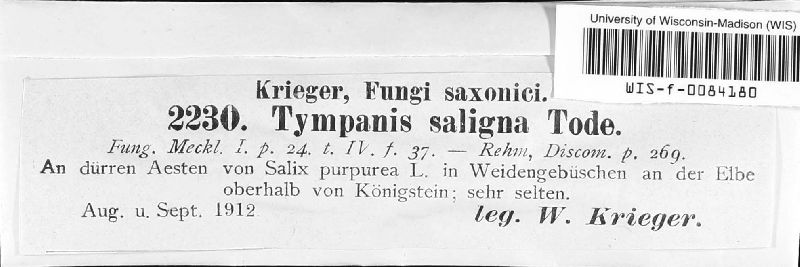 Tympanis saligna image