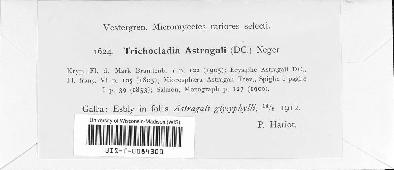 Erysiphe astragali image