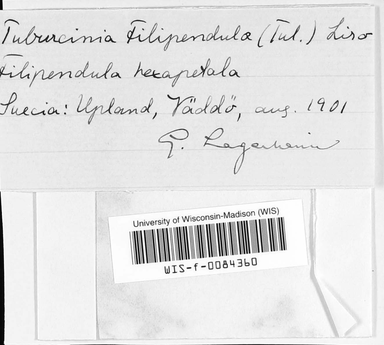 Urocystis filipendulae image
