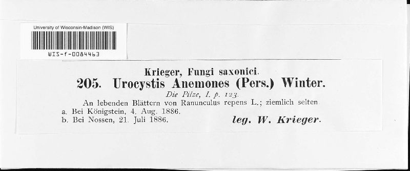 Urocystis anemones image