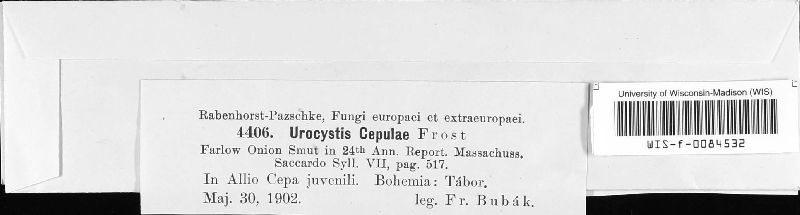 Urocystis cepulae image
