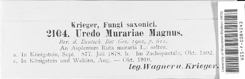 Milesina murariae image