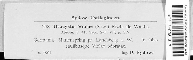 Urocystis violae image