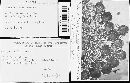 Image of Uromyces holci