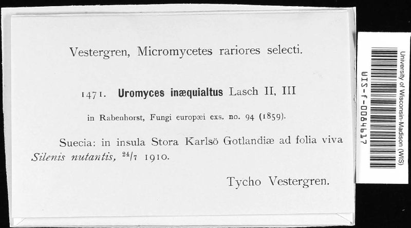 Uromyces inaequialtus image
