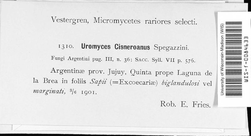 Uromyces cisneroanus image