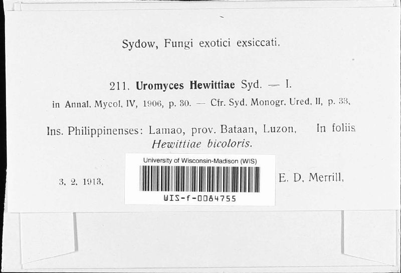 Uromyces hewittiae image
