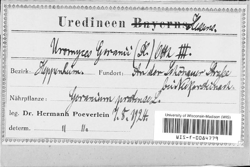 Uromyces geranii image