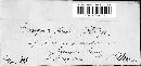 Uromyces geranii image