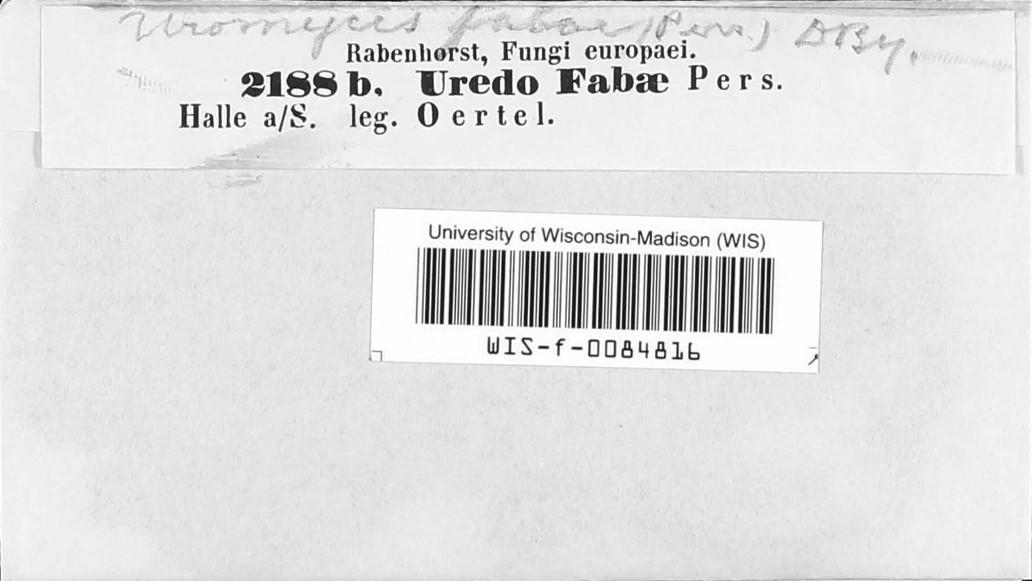 Uromyces viciae-fabae image