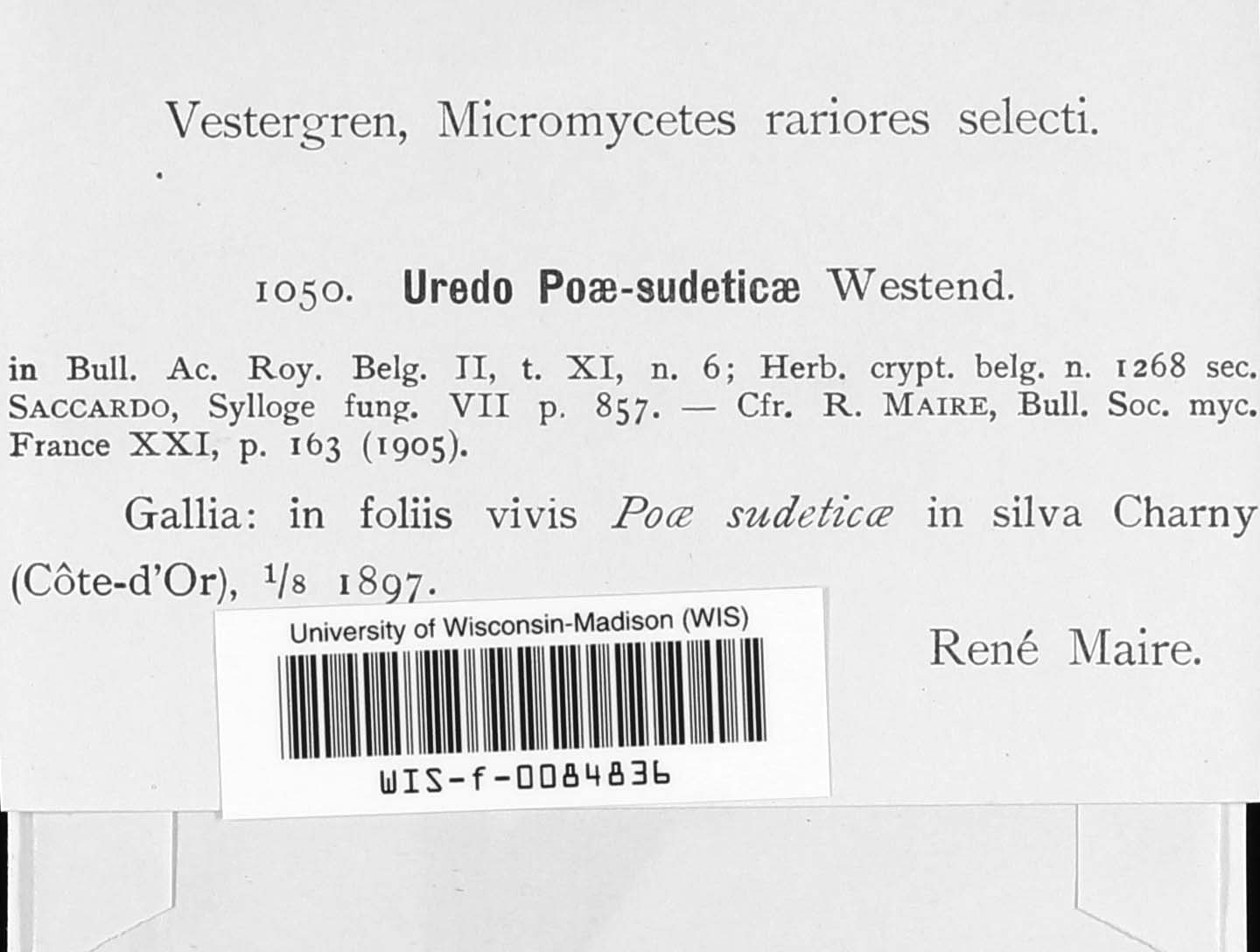 Macabuna poae-sudeticae image