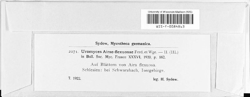 Uromyces airae-flexuosae image