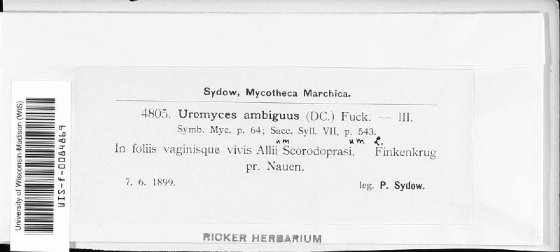 Uromyces ambiguus image