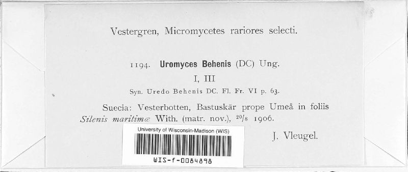 Uromyces behenis image