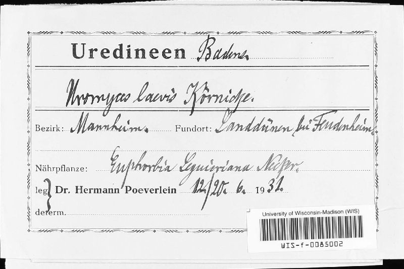 Uromyces laevis image