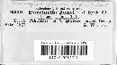 Uromyces junci image