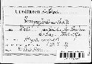 Image of Uromyces jordianus