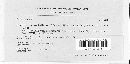 Uromyces dianthi image