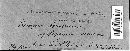 Uromyces polygoni-avicularis image