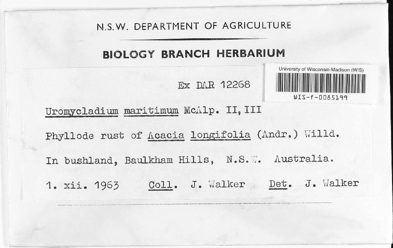 Uromycladium maritimum image