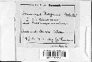 Image of Uromyces magnusii