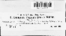 Uromyces phaseoli image