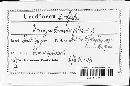 Uromyces ononidis image