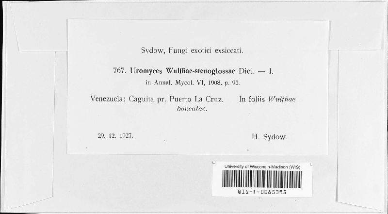 Uromyces wulffiae-stenoglossae image